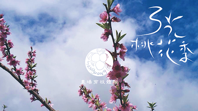 20150127一年一度的盛大桃花季活動在三光開始囉!